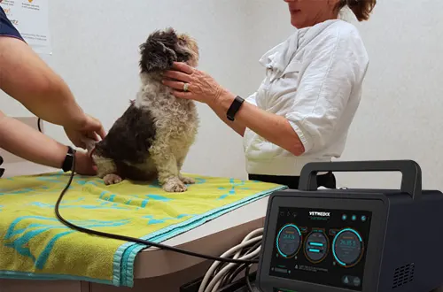 Werkt lasertherapie voor honden?