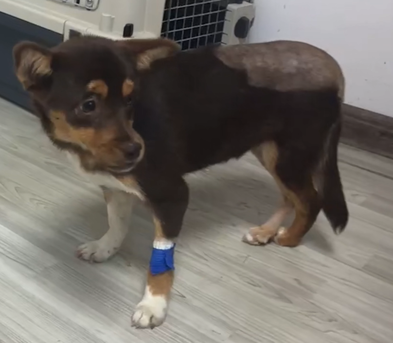 Vetmedix Case Deling 丨 High-Power Laser Treatment of Acetabular Fossa & Femoral Fractures