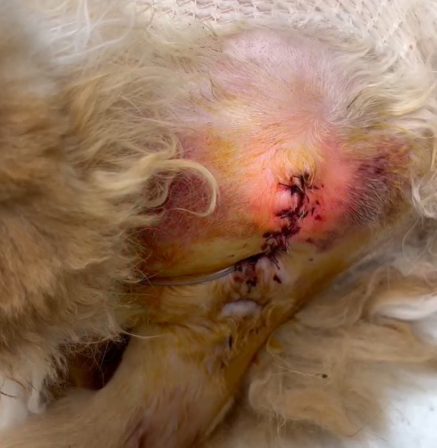 Vetmedix Case Deling 丨 High Power Laser Heals post-urethrostomie wonden