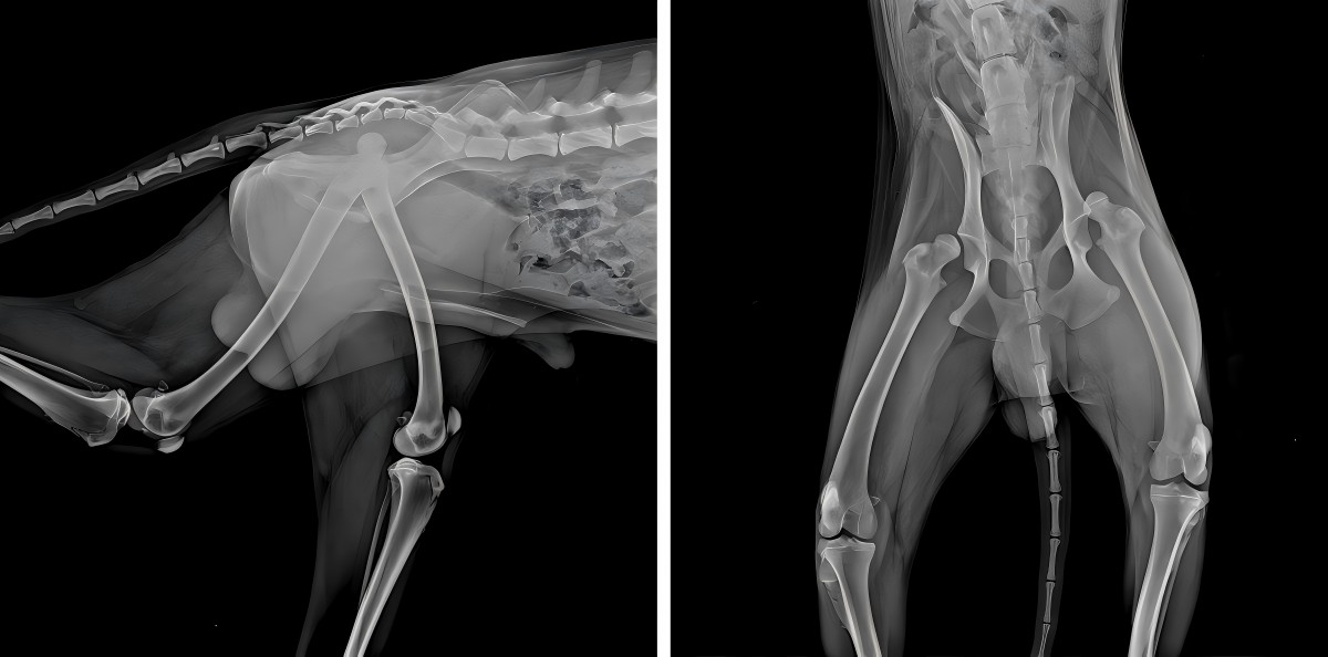 Vetmedix Case Deling 丨 High Power Laser verbetert de postoperatieve revalidatie van bilaterale femorale dislocatie