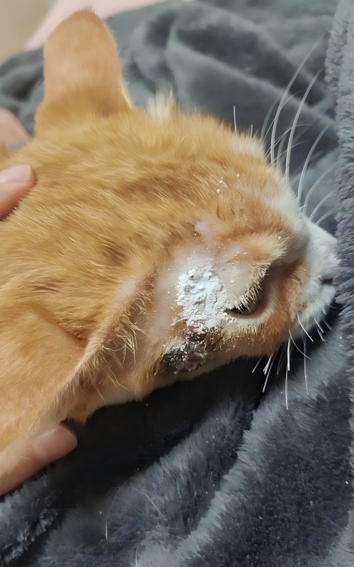 Vetmedix Case Sharing丨Toepassingscasus van hoogenergetische lasertherapie bij de behandeling van huidzweren