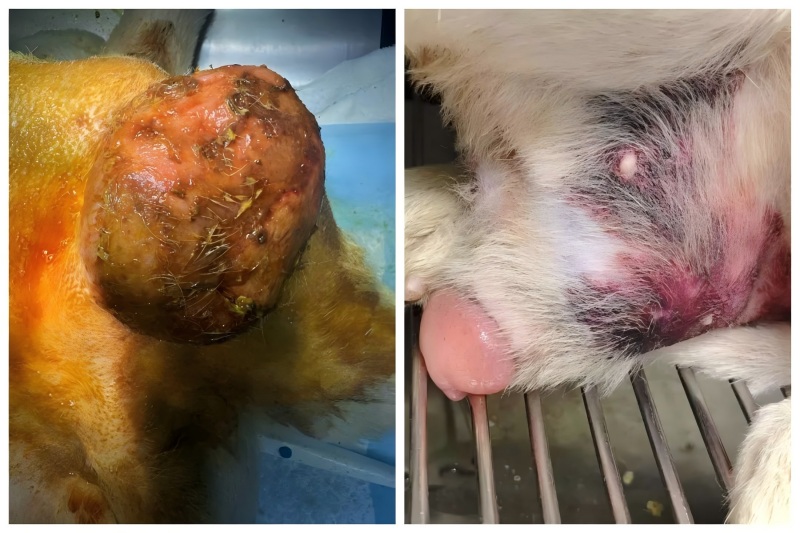 Vetmedix Case Sharing丨Toepassing van hoogenergetische lasertherapie bij de behandeling van prostaatvergroting