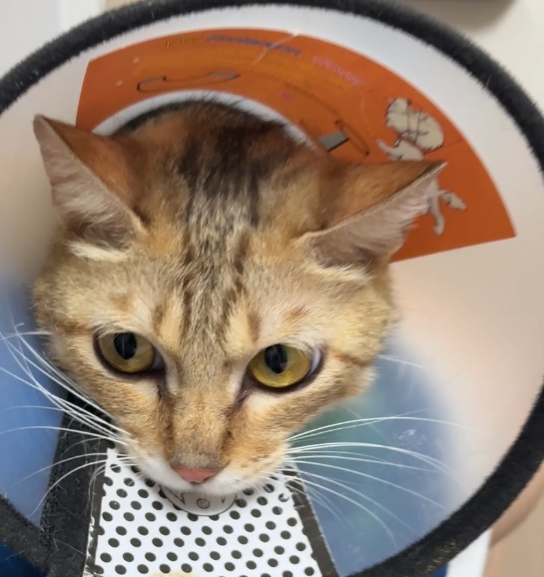 Vetmedix Case Sharing丨Toepassing van hoogenergetische lasertherapie bij de behandeling van borstverstopping bij katten