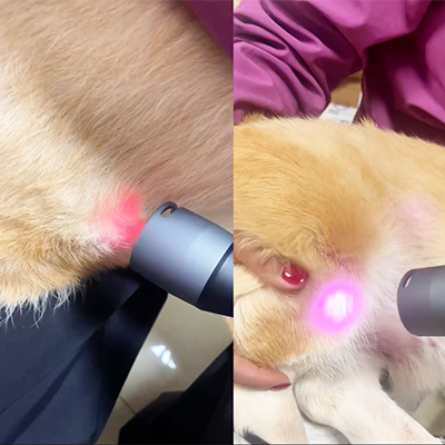 Vetmedix Case Sharing丨Toepassing Case van klasse 4 lasertherapie voor kniegewrichtsletsel + postoperatieve zorg voor blaasstenen