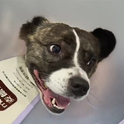 Vetmedix Case Report丨Het gebruik van veterinaire lasertherapie bij de behandeling van acute neuritis bij een hondpatiënt