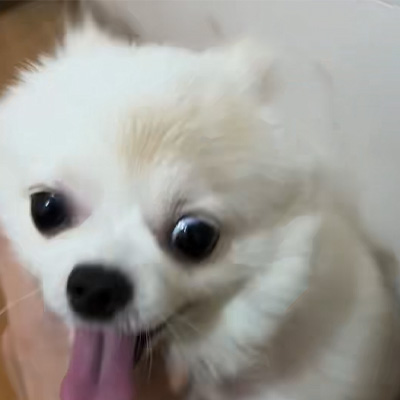 Vetmedix Case Sharing丨Toepassingscasus van hoogenergetische laser bij de behandeling van ringworm bij honden