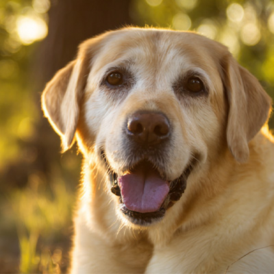 VetMedix Case Sharing丨Toepassingscasus van hoogenergetische lasertherapie bij de behandeling van postoperatieve, niet-genezende perianale tumoren